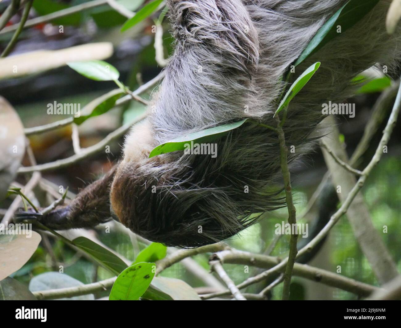 Sloth animale appeso su albero. I slots sono un gruppo di mammiferi xenartrani neotropici arborei, che costituiscono il sottordine Folivora. Notato per il loro rallentamento Foto Stock