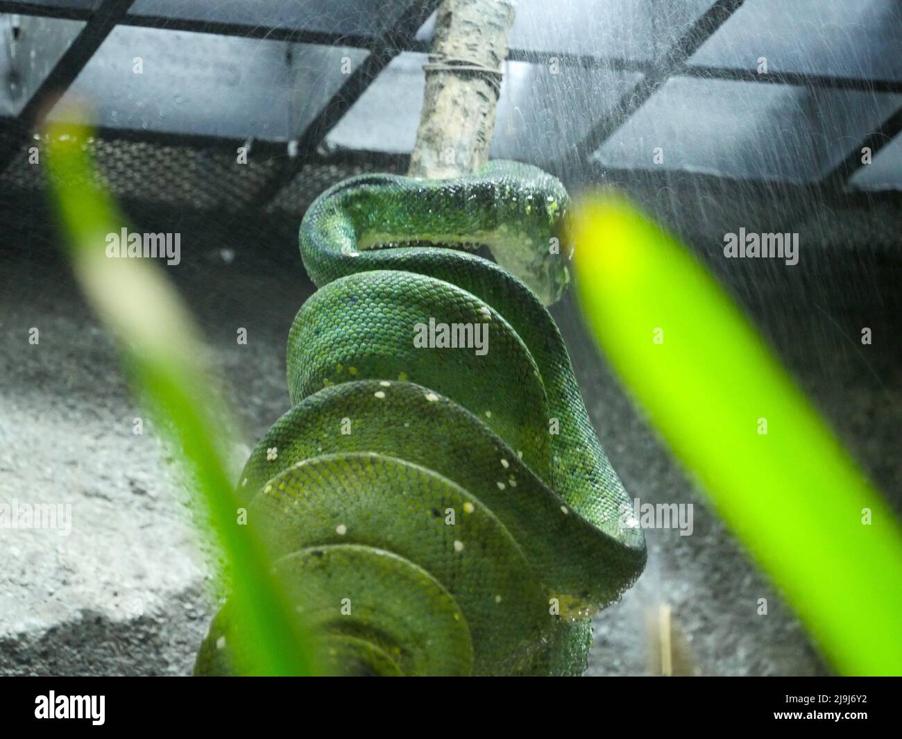 Il python verde smeraldo (Morelia viridis) è una specie di serpente della famiglia Pythonidae. Foto Stock