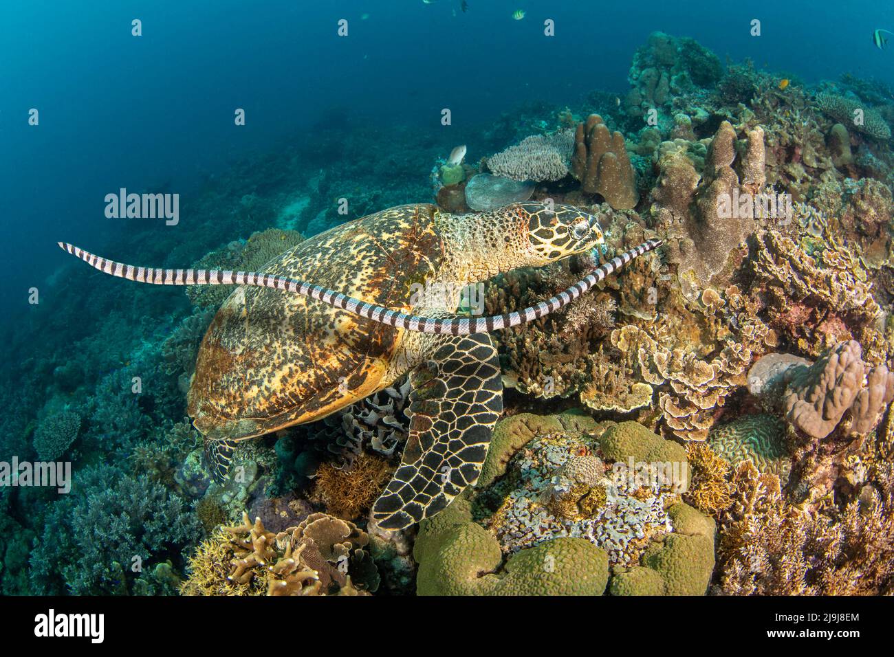 Il serpente di mare dalle labbra gialle venomose, la Laticauda colubrina, conosciuta anche come un krait marino, passa sopra una tartaruga di Hawksbill in pericolo di estinzione, Eretmochely Foto Stock