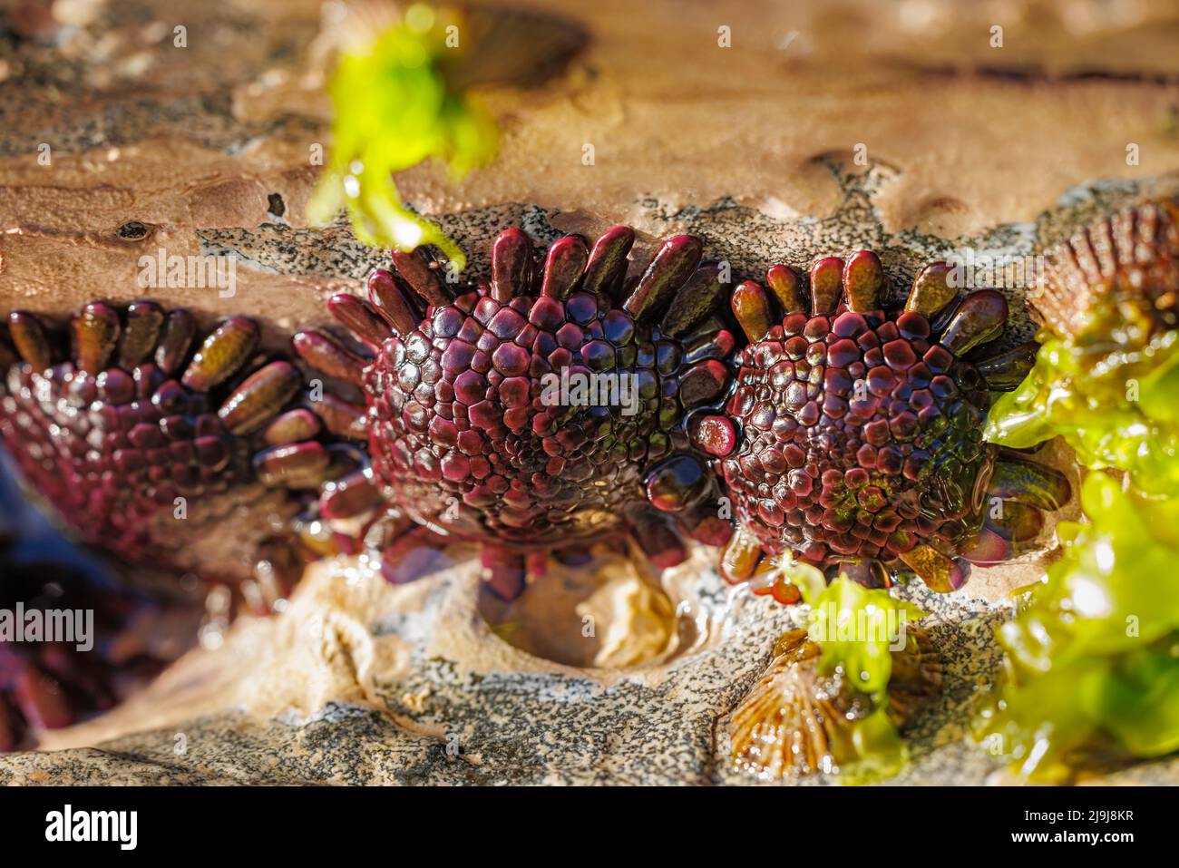 Ricci di casco, Clobocentrotus atratus, sono anche indicati come ricci di ghiaia e ricci cormorati, Hawaii. Si trovano su una costa rocciosa liscia Foto Stock