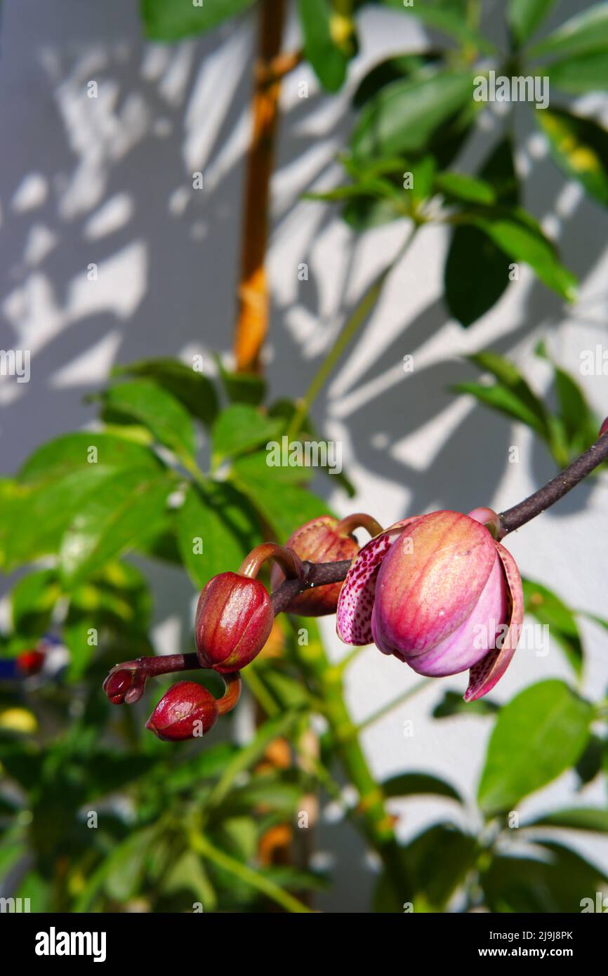 Orchid fiore in germoglio Foto Stock