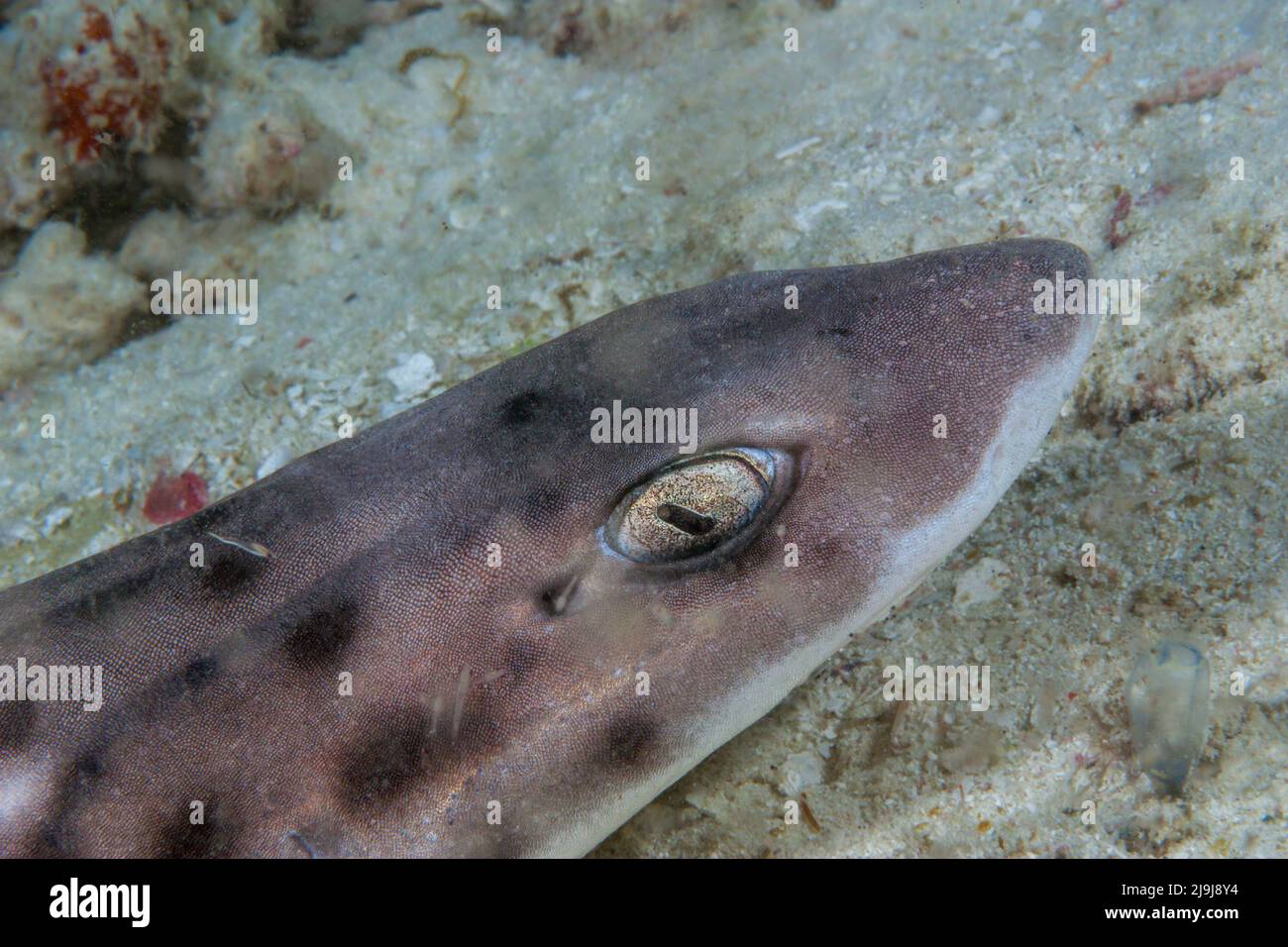 Il catsqualo corallo, Atelomycterus marmoratus, è il membro più diffuso del suo genere, l'Indonesia. Bassa dimora in natura, i gatti coralli Foto Stock