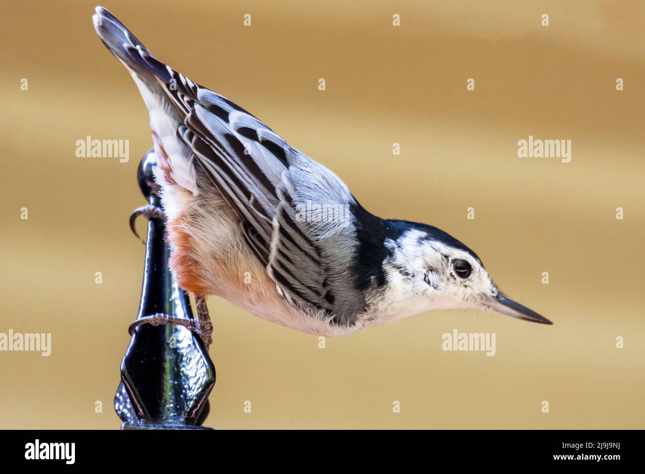 Un nuthatch alla brace bianca si posa su una punta di ferro. Foto Stock