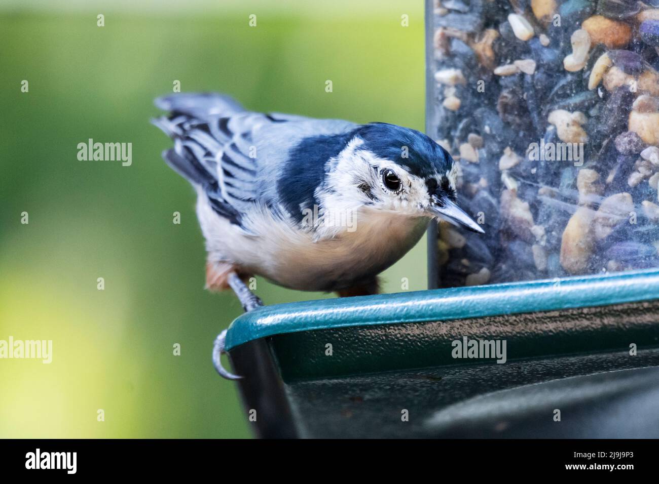Un nuthatch bianco-breasted afferra un seme di girasole da un alimentatore del cortile. Foto Stock