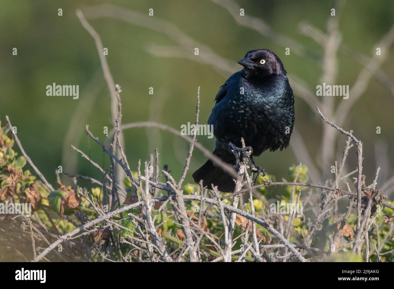 Un uccello nero maschile del birrificio (Euphagus cyanocephalus) si trova sui cespugli nel Point Reyes National Park, California. Foto Stock