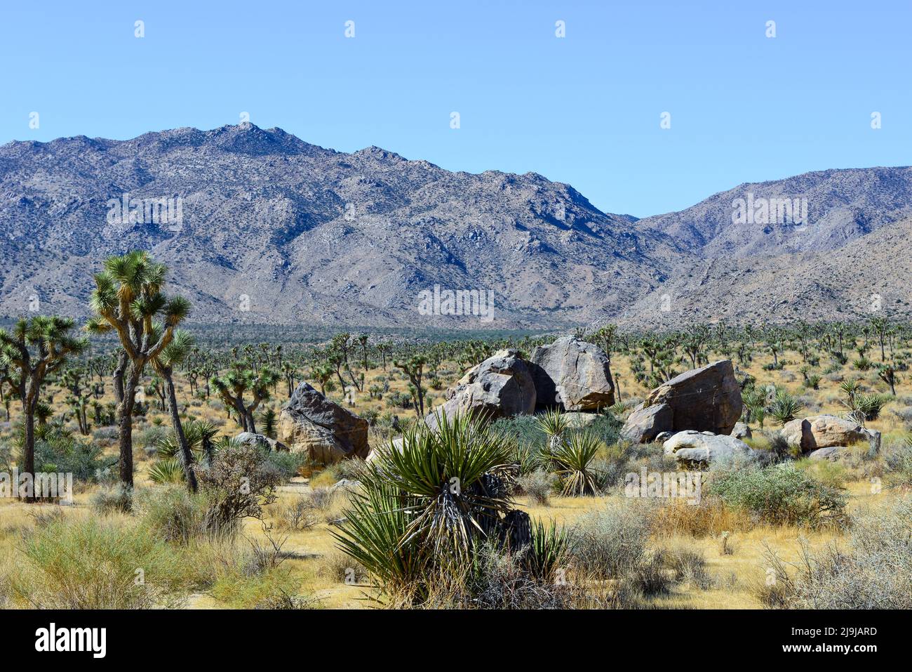 L'albero unico di Joshua con il suo tronco peloso e grappoli spiky tra i massi del Parco Nazionale di Joshua Tree, nel deserto di Mojave, nel sud Foto Stock