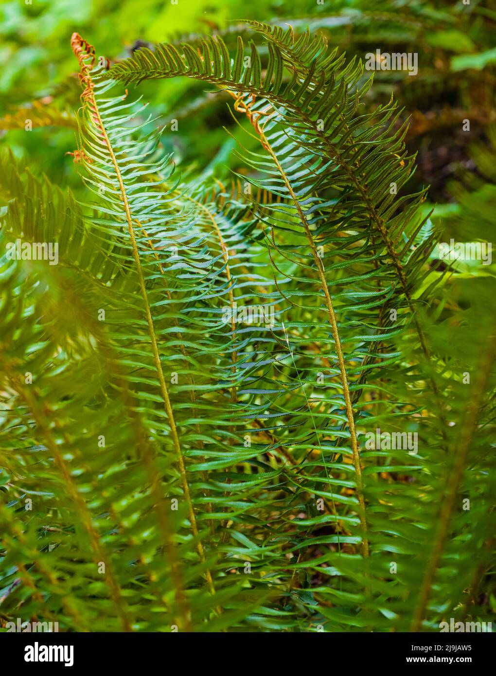 Felci foglie verde fogliame. Concetto di botanica. Ferns giungle. Felci tropicali esotici con profondità di campo poco profonda. Perfetto schema di felce naturale. Bellissima Foto Stock