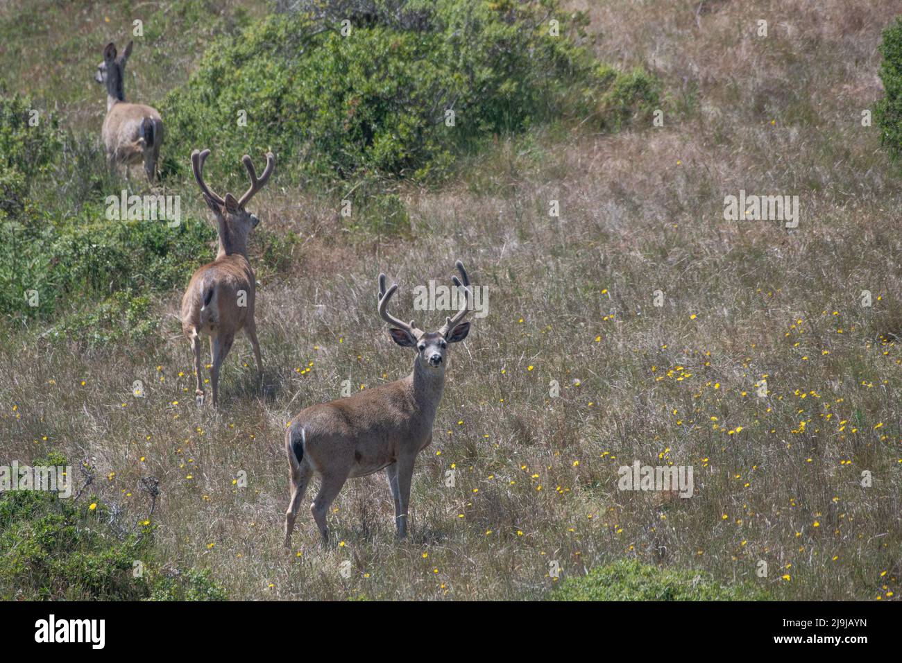 Cervi dalla coda nera (Odocoileus hemionus columbianus) dalla spiaggia nazionale di Point Reyes, California. Una femmina del cervo e due bucks. Foto Stock