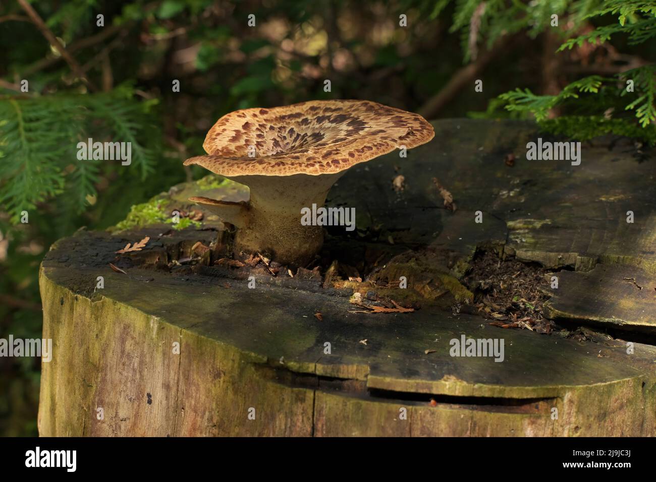 Polyporus squamosus staffa Fungus che cresce sulla cima di ceppo albero. Un Fungo selvatico dibugliato Foto Stock