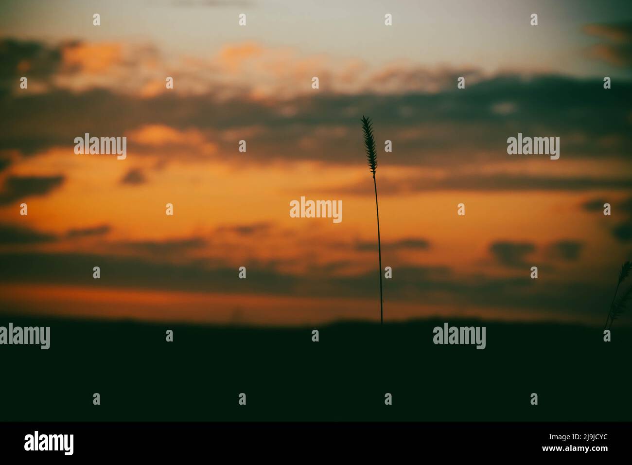Una lama di erba da vicino. Tramonto sul campo. Bellissimi colori al tramonto. Tasto basso. Foto di alta qualità Foto Stock