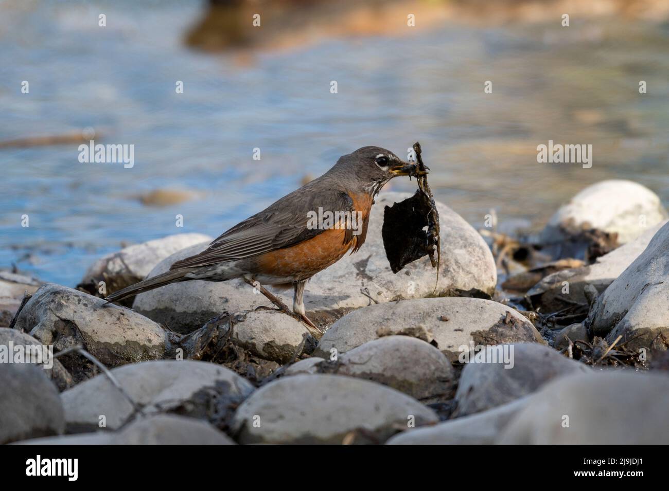 Robin americano (Turdus migratorius) Colecting Nesting Material, Carburn Park, Calgary, Alberta, Canada Foto Stock