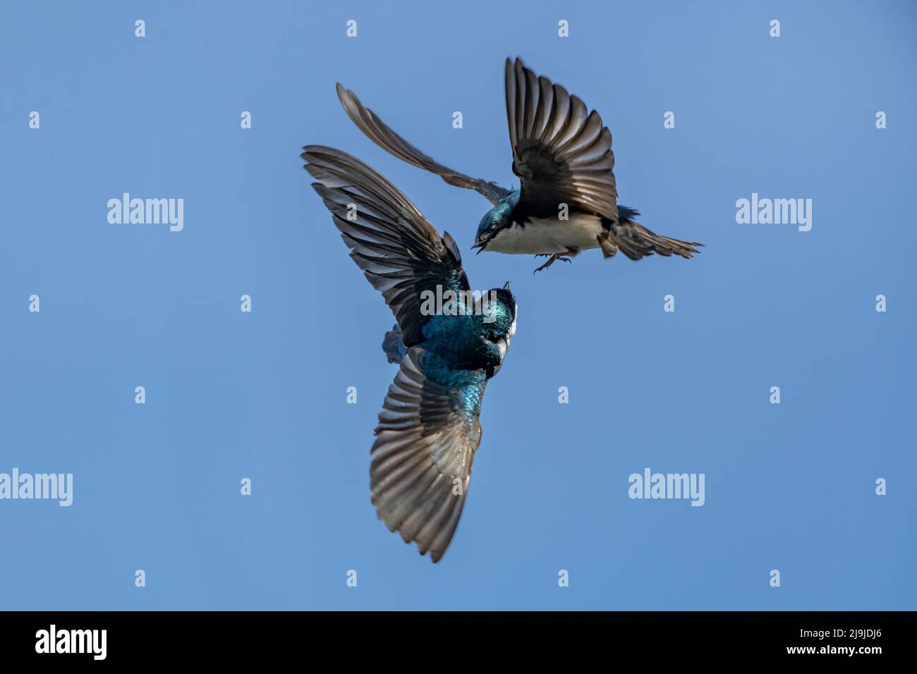 Tree Swallows (Tachycineta bicolore) in volo, Carburn Park, Calgary, Alberta, Canada Foto Stock
