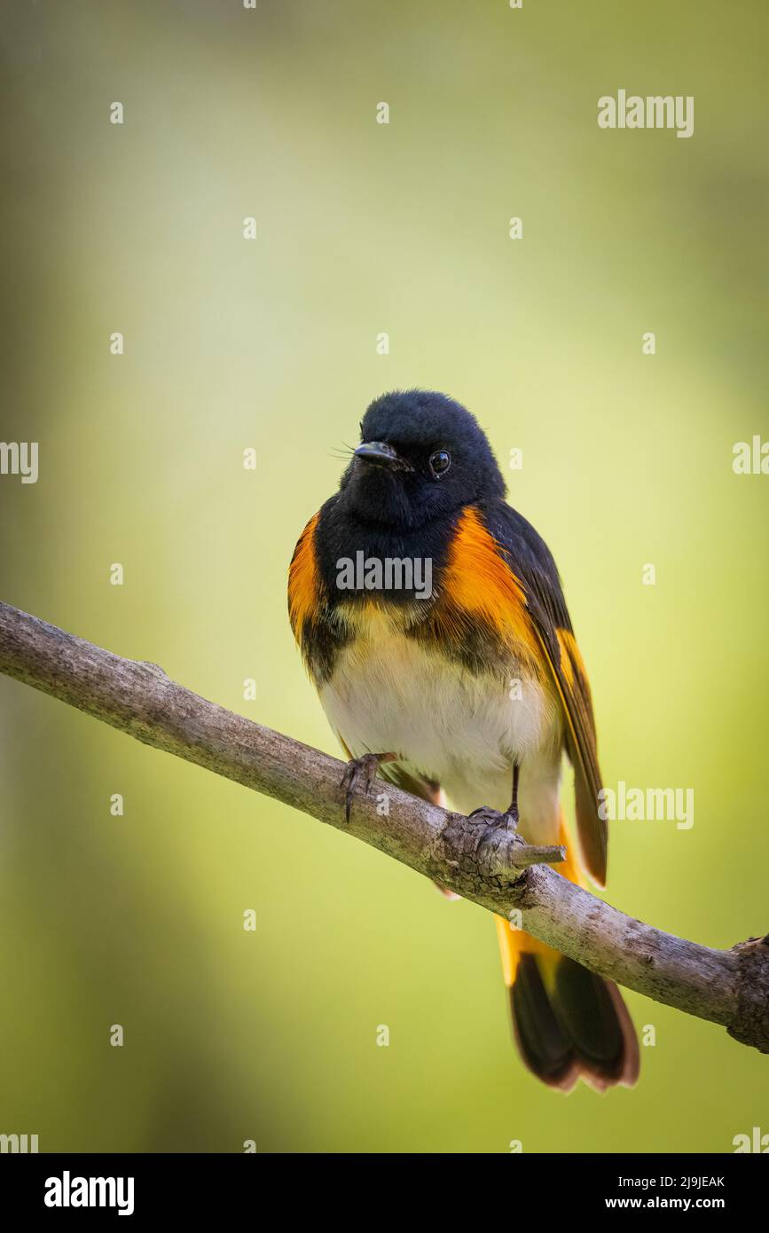 Un maschio americano redstart, setophaga ruticilla. Foto Stock