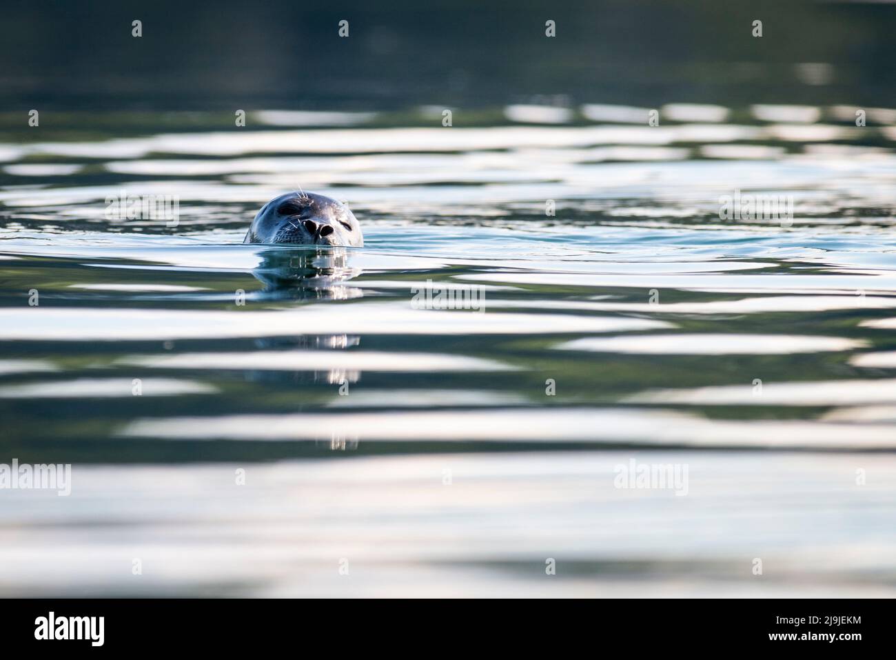 Gray Seal nuota in superficie nelle acque calme del fiume San Lorenzo. Foto Stock