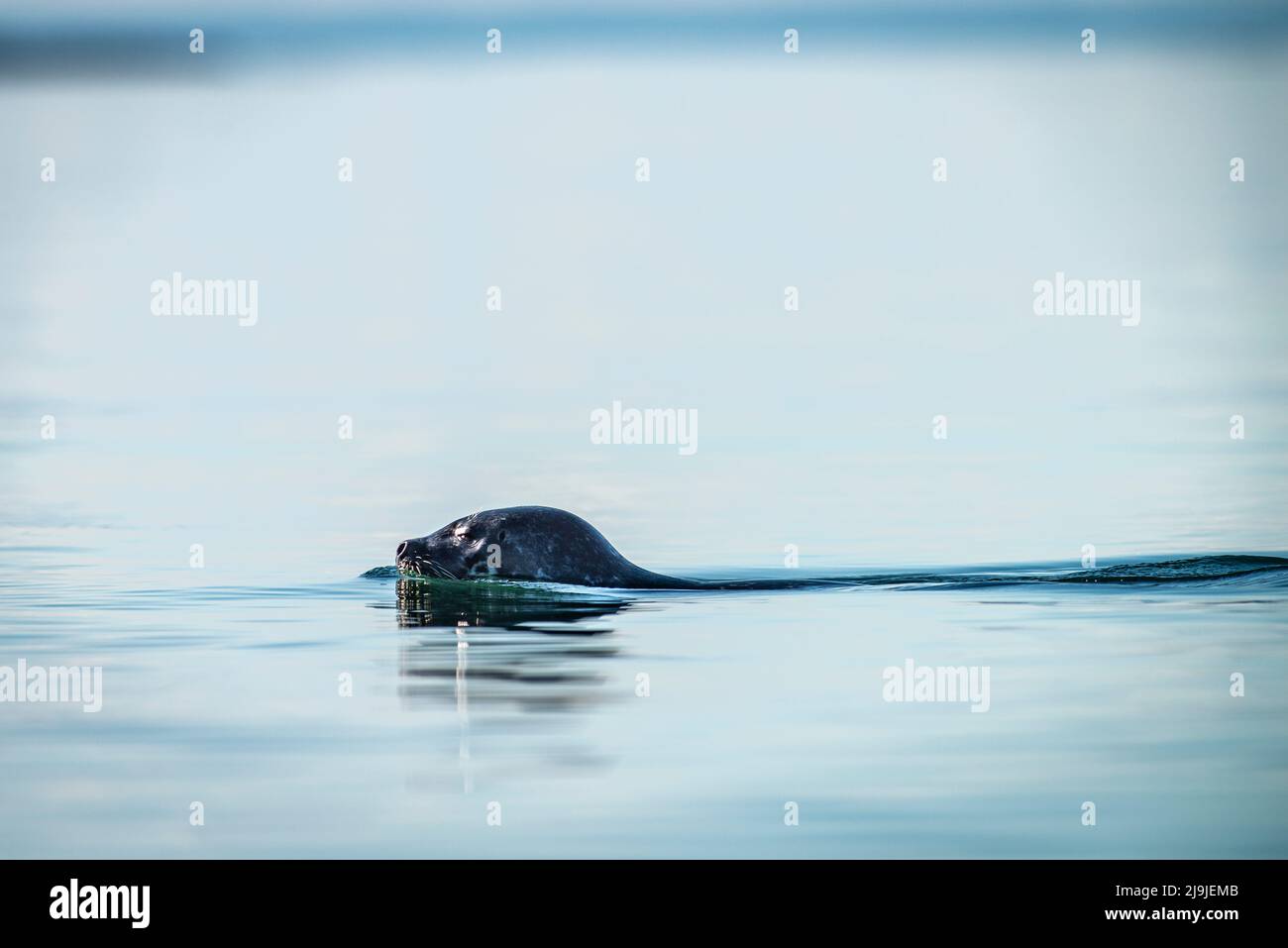 Gray Seal nuota in superficie nelle acque calme del fiume San Lorenzo. Foto Stock