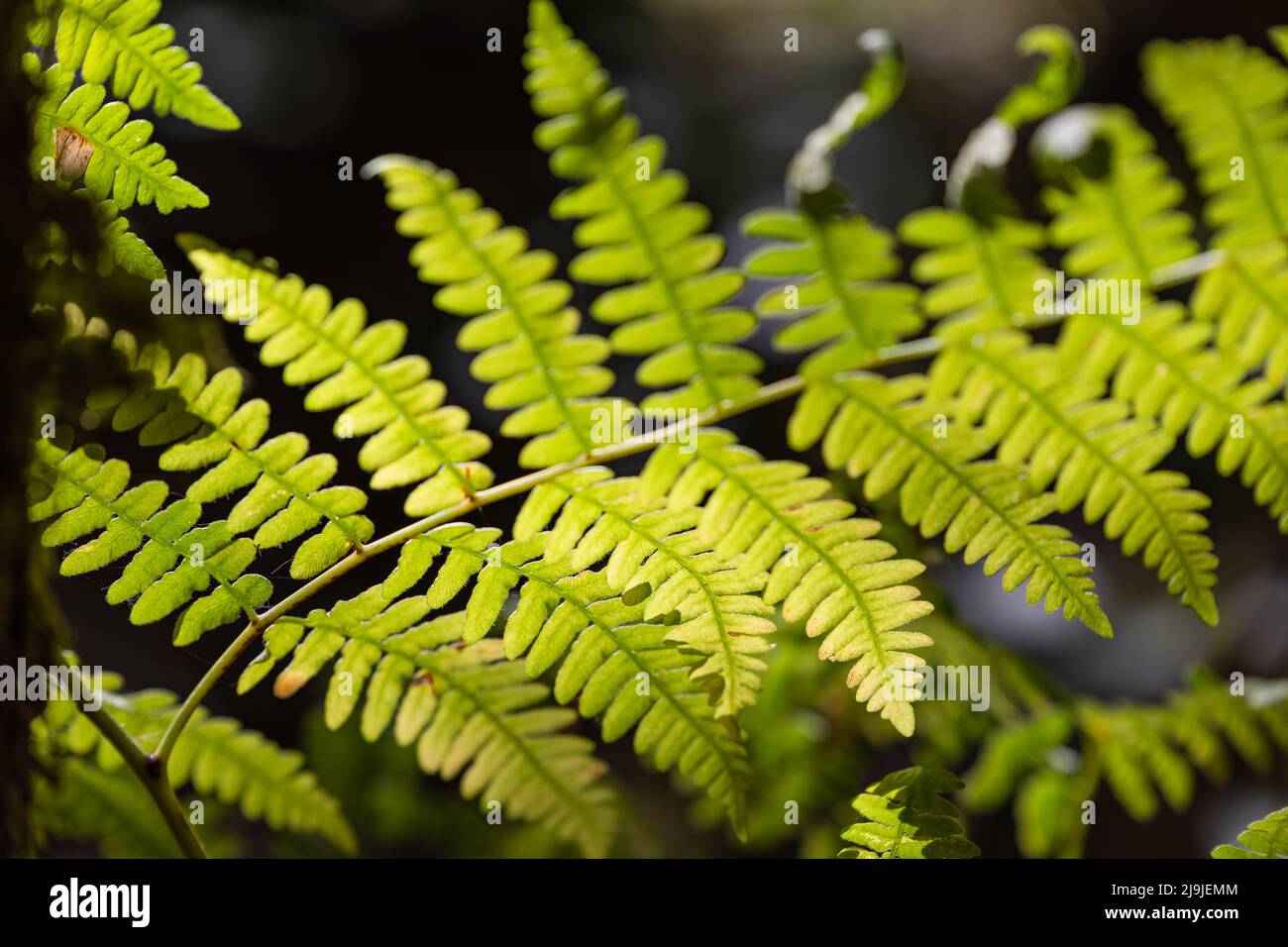 Felci foglie verde fogliame. Concetto di botanica. Ferns giungle. Felci tropicali esotici con profondità di campo poco profonda. Perfetto schema di felce naturale. Sfocato ba Foto Stock