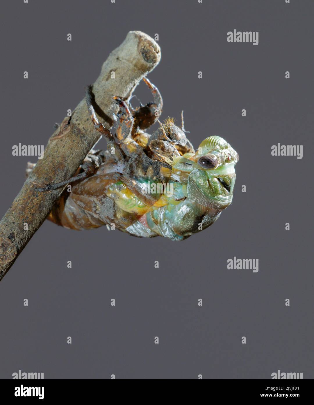 Resh cicada (Megatibicen resh) che emerge dalla ninfa durante la molva, Galveston, Texas, USA. Foto Stock