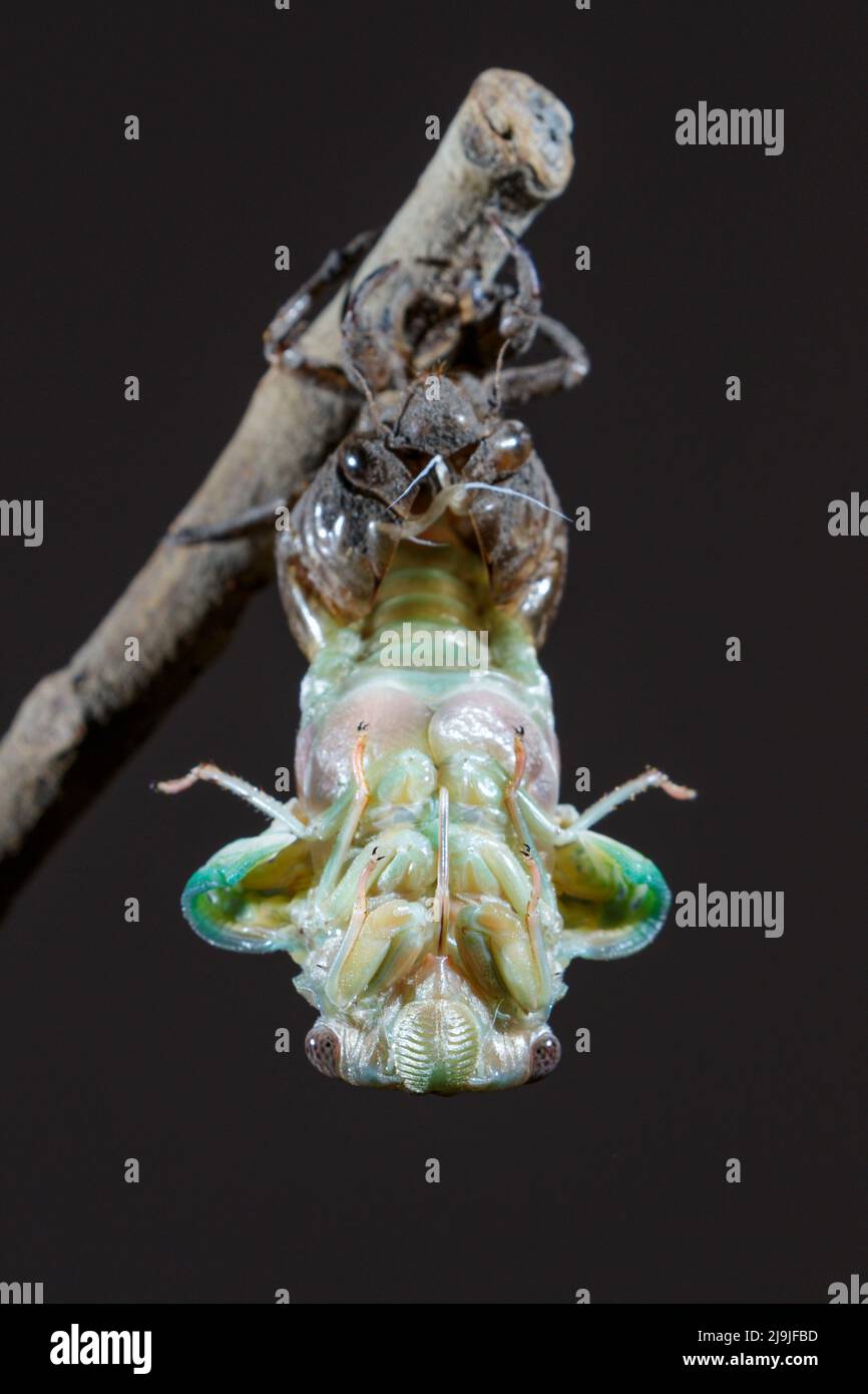 Resh cicada (Megatibicen resh) che emerge dalla ninfa durante la molva, Galveston, Texas, USA. Foto Stock