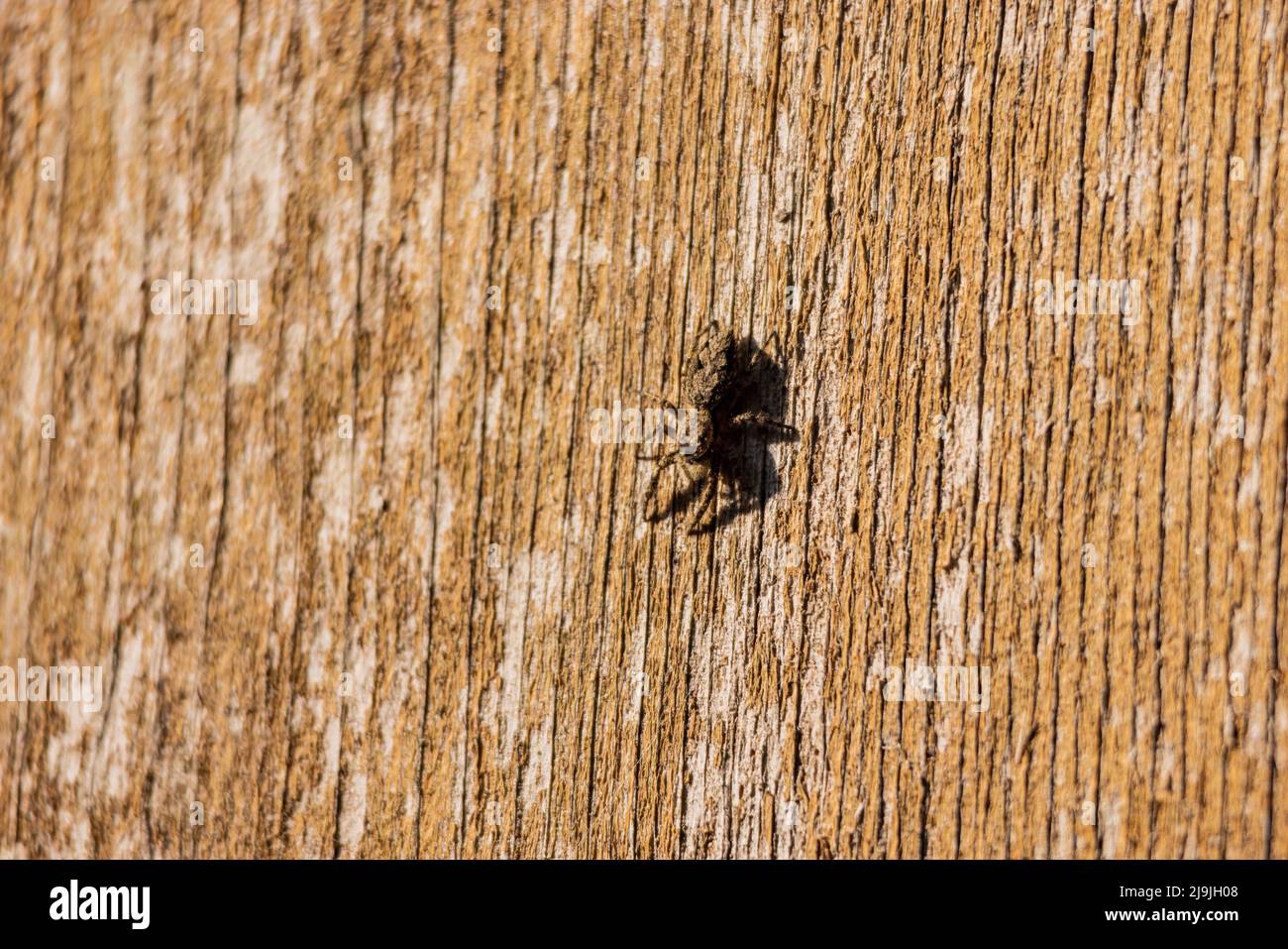 Primo piano di Tan saltando ragno in Oklahoma Foto Stock