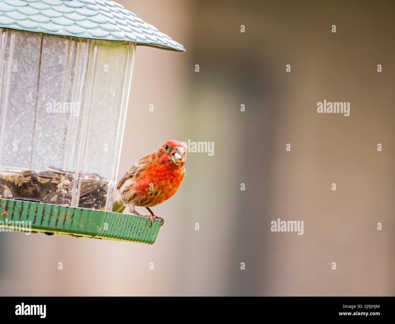Primo piano di un piccolo uccello di finch in Oklahoma Foto Stock
