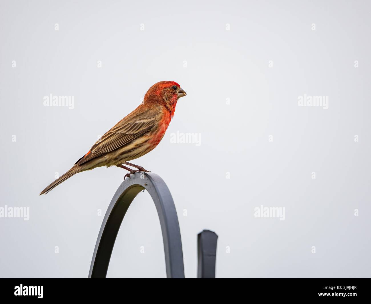 Primo piano di un piccolo uccello di finch in Oklahoma Foto Stock