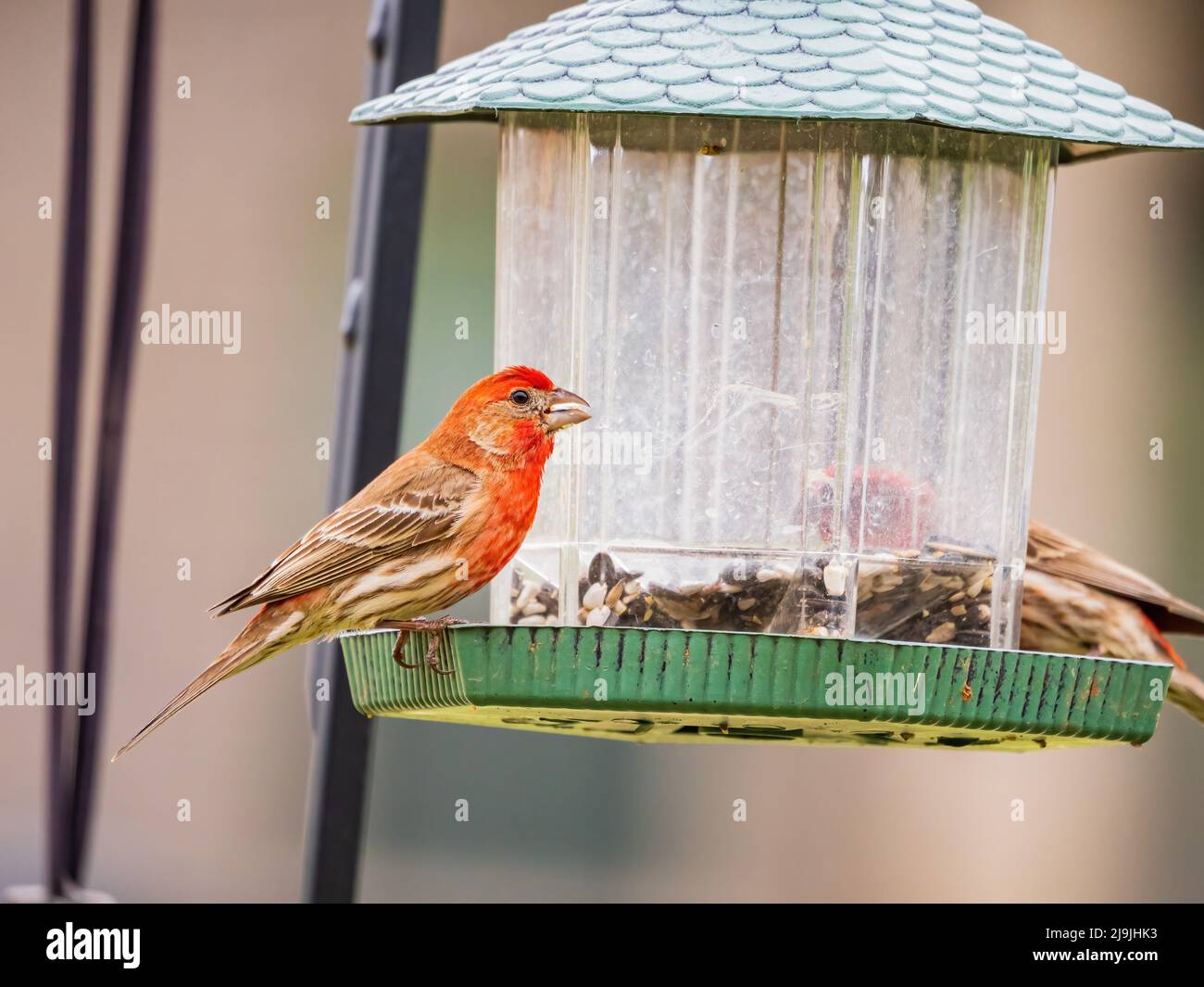 Primo piano di un piccolo uccello di finch in Oklahoma Foto Stock