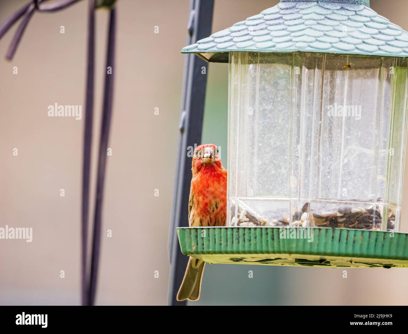 Primo piano di un piccolo uccello di finch in Oklahoma Foto Stock