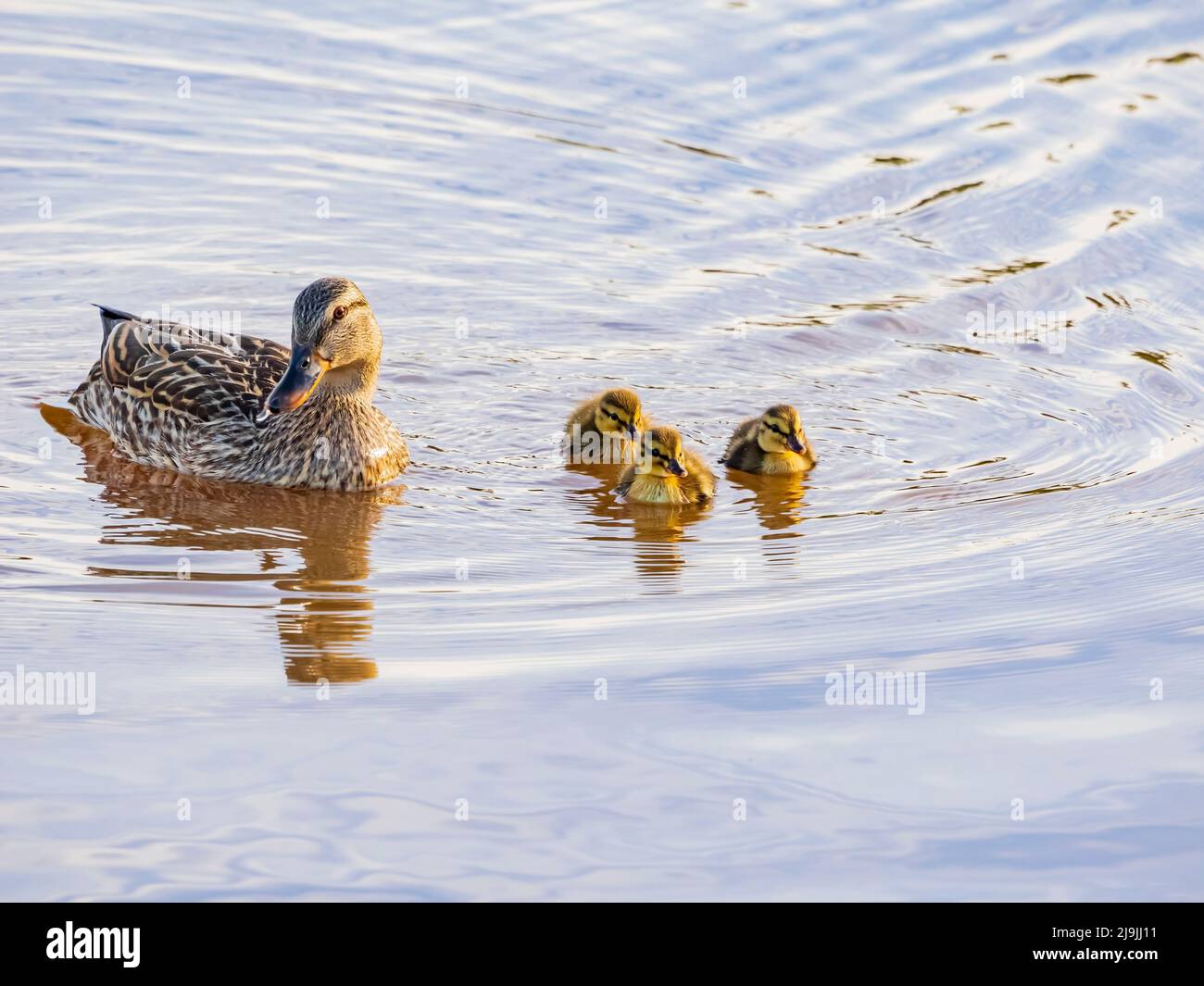Primo piano di anatra madre con tre bambini a Oklahoma Foto Stock