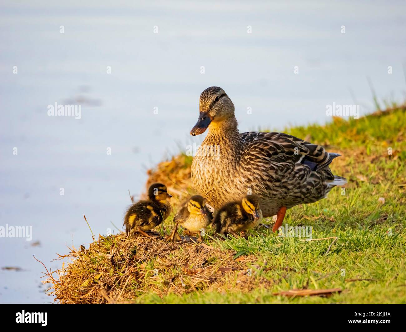 Primo piano di anatra madre con tre bambini a Oklahoma Foto Stock