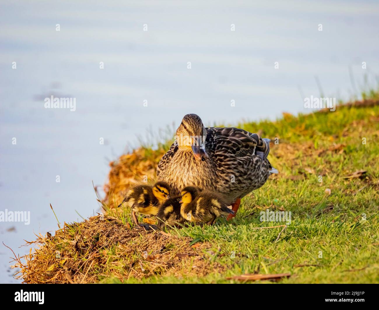 Primo piano di anatra madre con tre bambini a Oklahoma Foto Stock