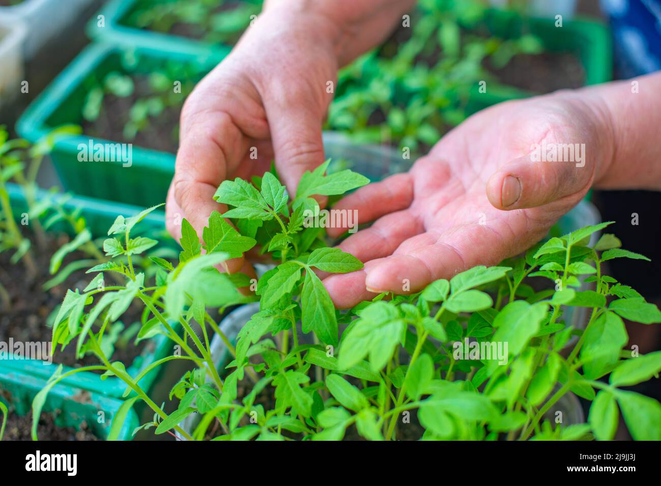 piantine di pomodoro crescono nel terreno in pentole Foto Stock