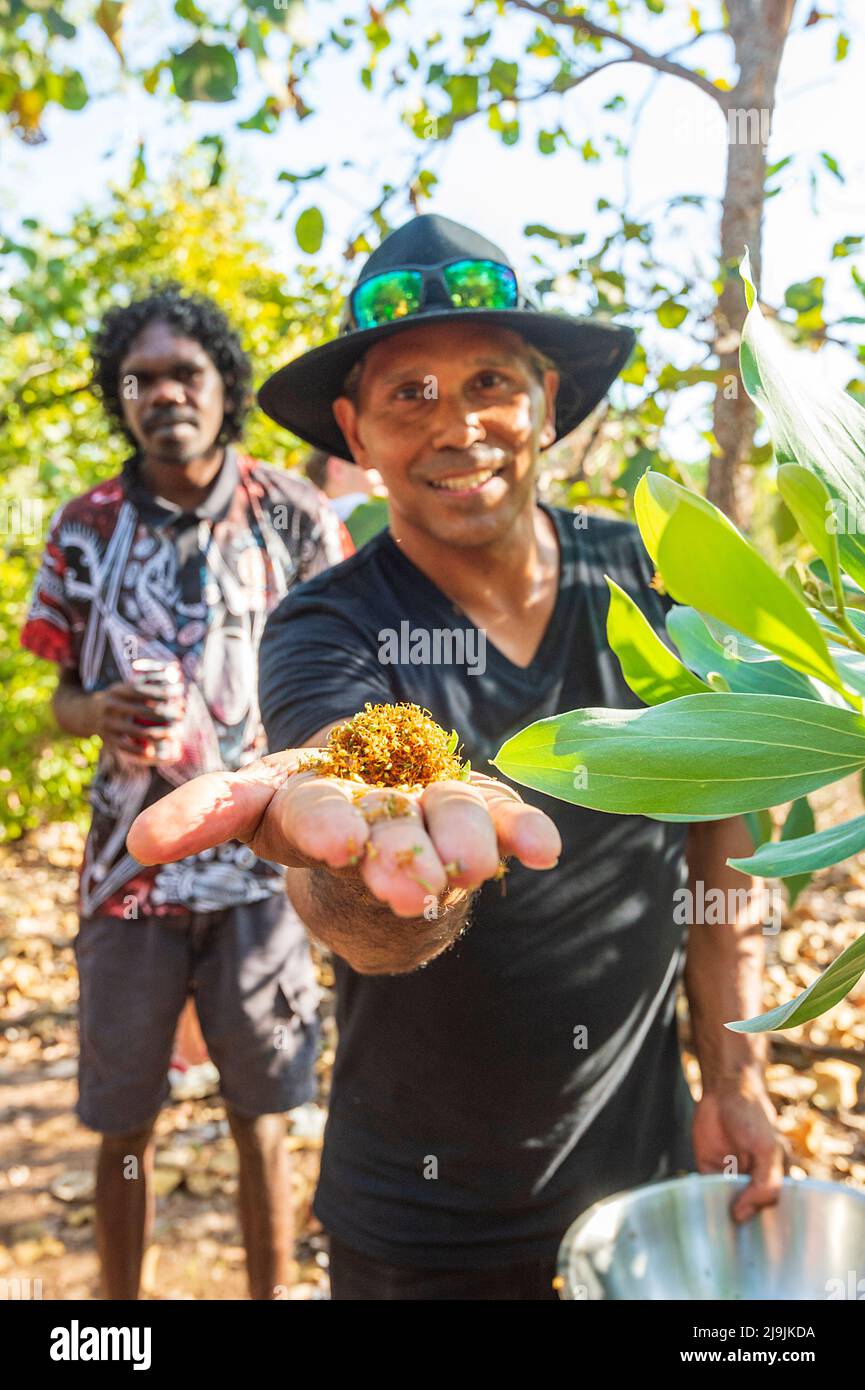 Due giovani uomini aborigeni che raccolgono formiche verdi da utilizzare come ingredienti durante il Taste of Kakadu Festival, Cooinda, Kakadu National Park, Northern Terri Foto Stock