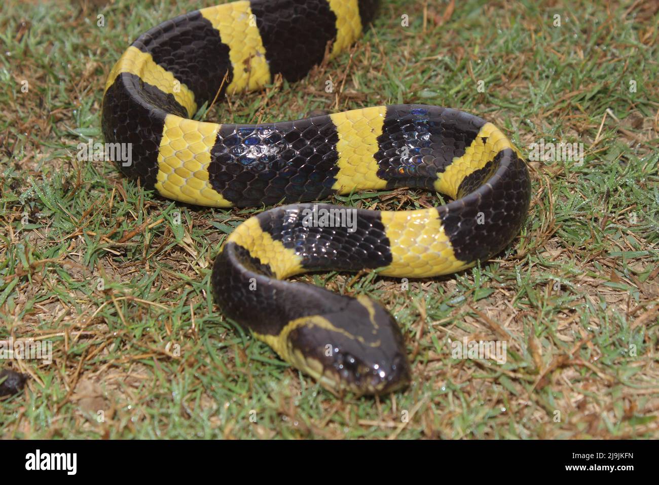 Il krait a bande è una specie di serpente elagido che si trova nel subcontinente indiano, nel sud-est asiatico e nella Cina meridionale. Foto Stock