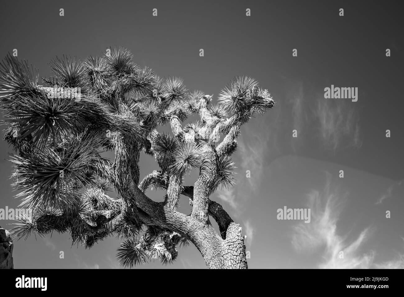 Lone Joshua albero contro un cielo blu nel Parco Nazionale Foto Stock