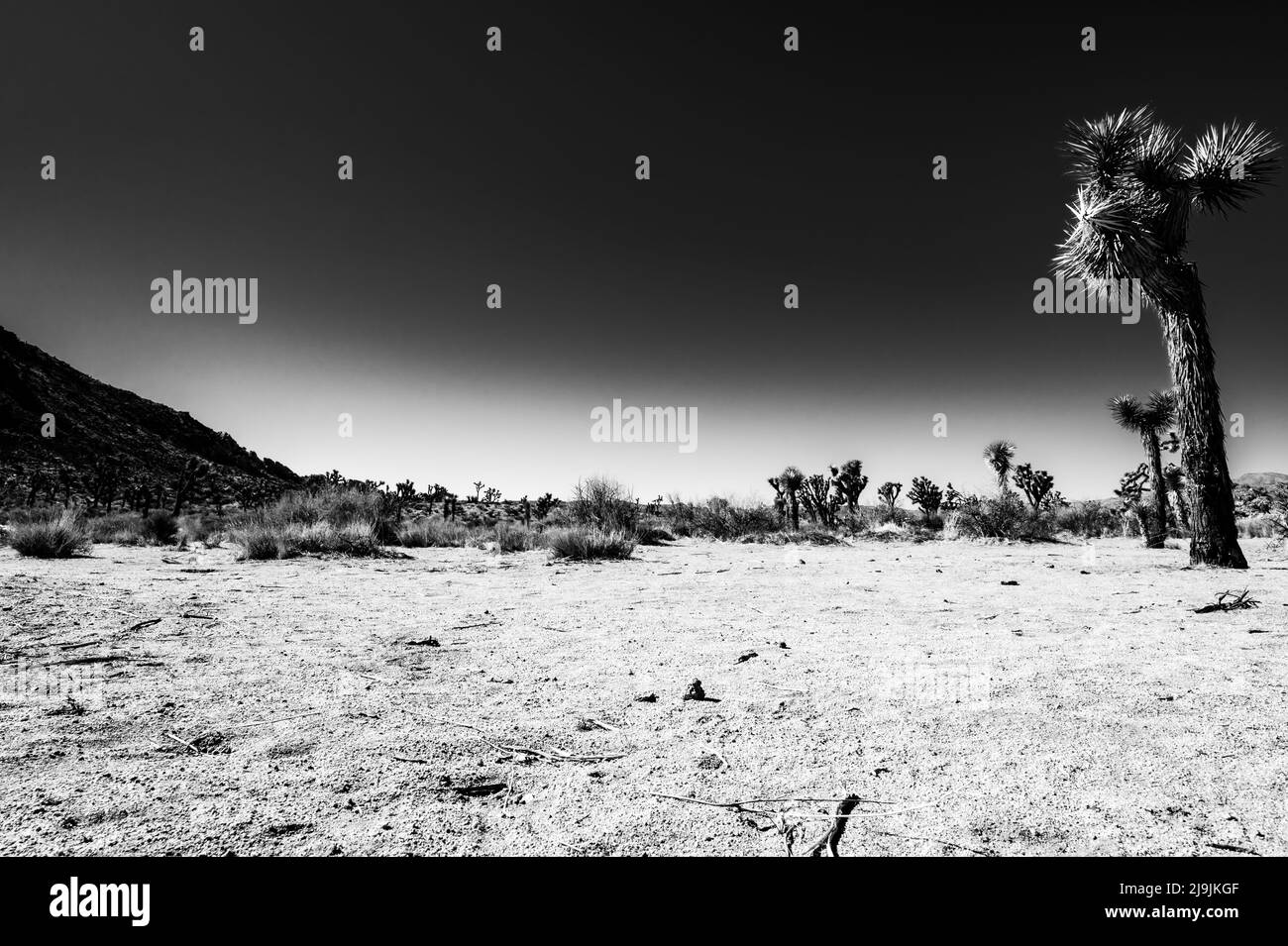 Lone Joshua albero contro un cielo blu nel Parco Nazionale e sfondo deserto Foto Stock