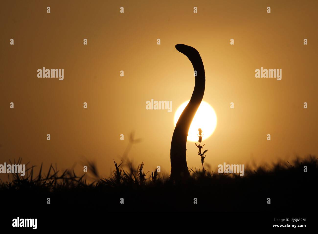 Il cobra indiano, noto anche come cobra in forma di occhiale, o cobra binocellata, è una specie del genere Naja trovato, in India, Pakistan. Foto Stock