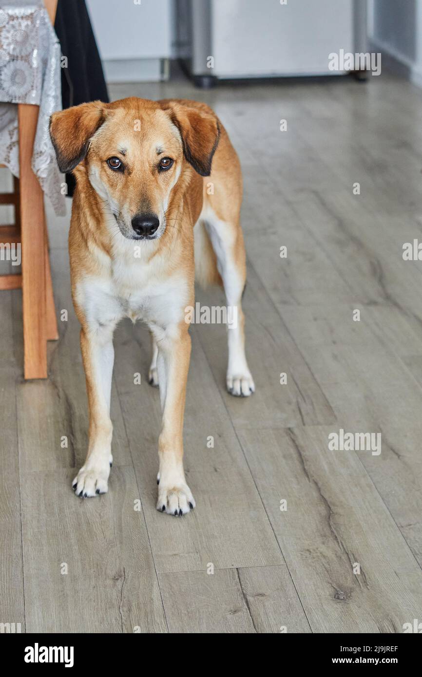 Carino cane rosso con occhi tristi sta in piedi nella stanza sul pavimento e in attesa del proprietario Foto Stock