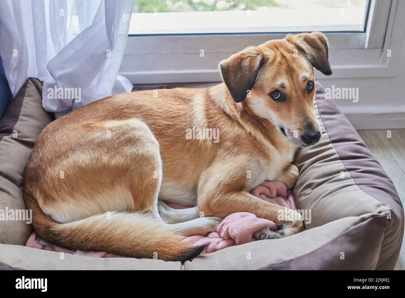 Il cane rosso carino con gli occhi tristi si trova al suo posto sul letto del cane Foto Stock
