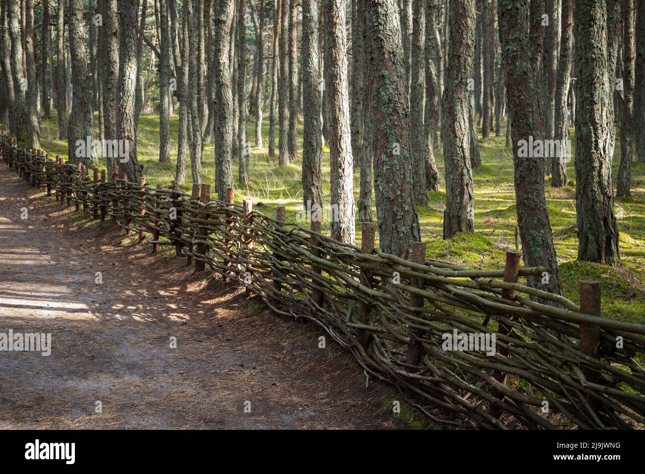Il paesaggio della Foresta Danzante con recinzione in vimini. Si tratta di una pineta sul Curonian Spit in Kaliningrad Oblast, la Russia nota per la sua insolitamente contorta Foto Stock