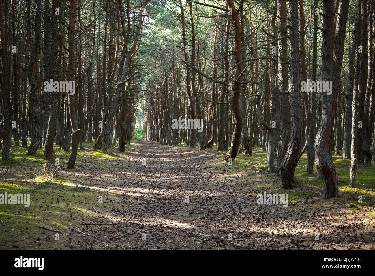 Il paesaggio della Foresta Danzante con vista stradale. Si tratta di una pineta sul Curonian Spit in Kaliningrad Oblast, Russia nota per il suo insolitamente twi Foto Stock