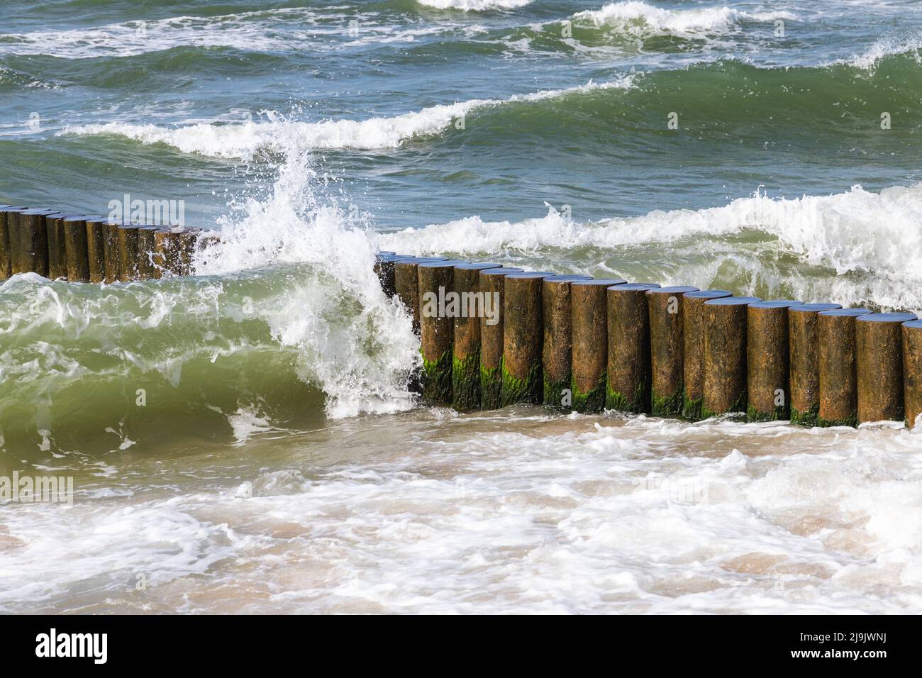 Acqua di riva e struttura in legno frangiflutti, costa del Mar Baltico in una giornata estiva soleggiata. Zelenogradsk, Kaliningrad Oblast, Russia Foto Stock