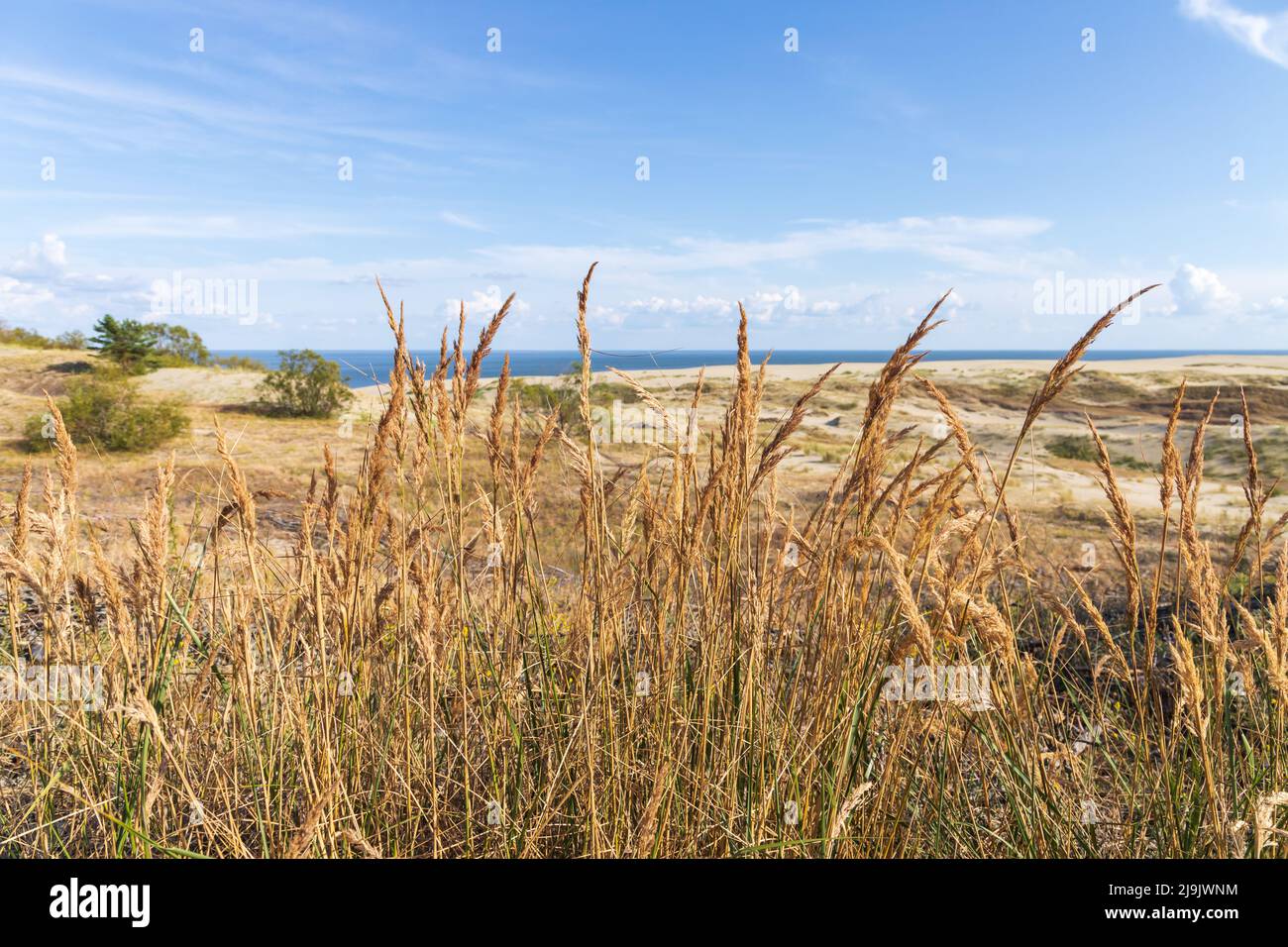 L'erba costiera cresce sulle dune sabbiose sotto il cielo nuvoloso in una giornata di sole. Curonian Spit paesaggio estivo. Kaliningrad Oblast, Russia Foto Stock