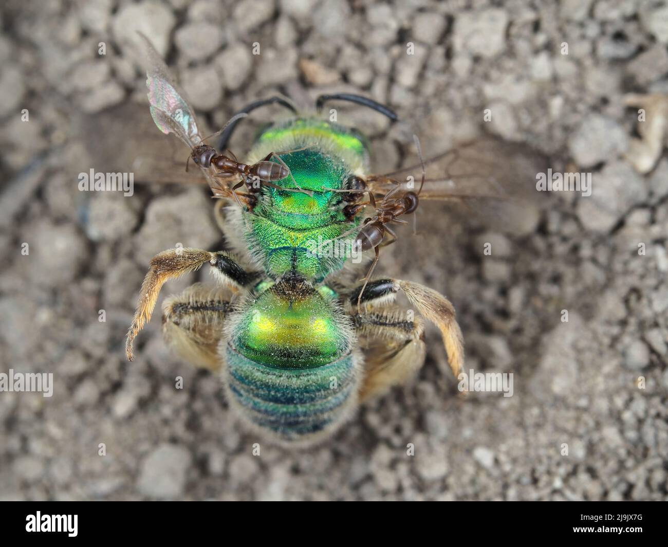 Formiche su ape verde sudorante metallica morta del genere Agapostemon Foto Stock