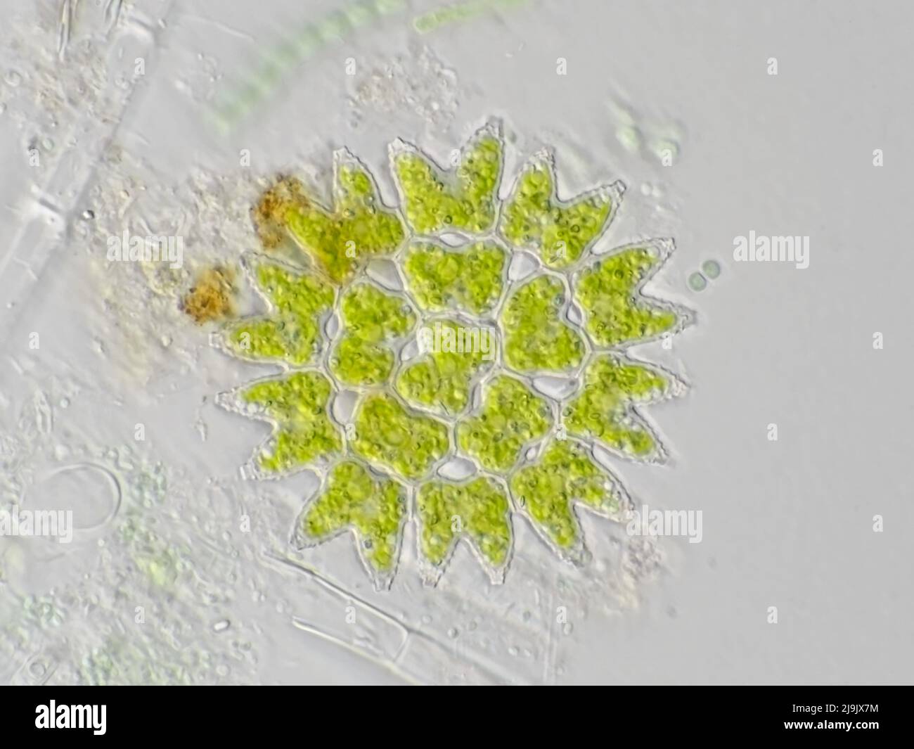 Alghe pediatriche al microscopio Foto Stock