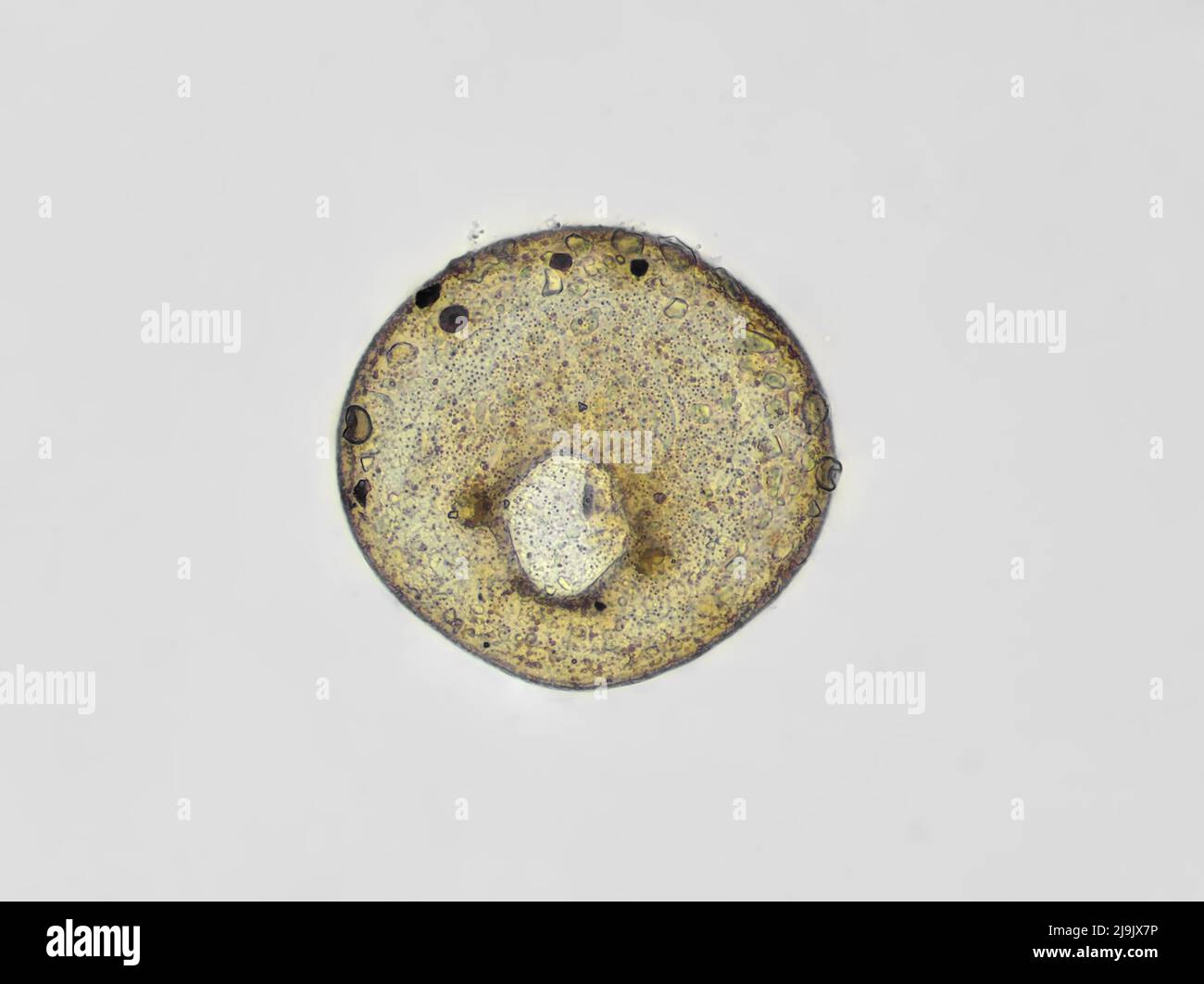 Testate amoeba shell (Centropyxis sp.) da un campione di terreno giardino, micrografia a campo luminoso Foto Stock