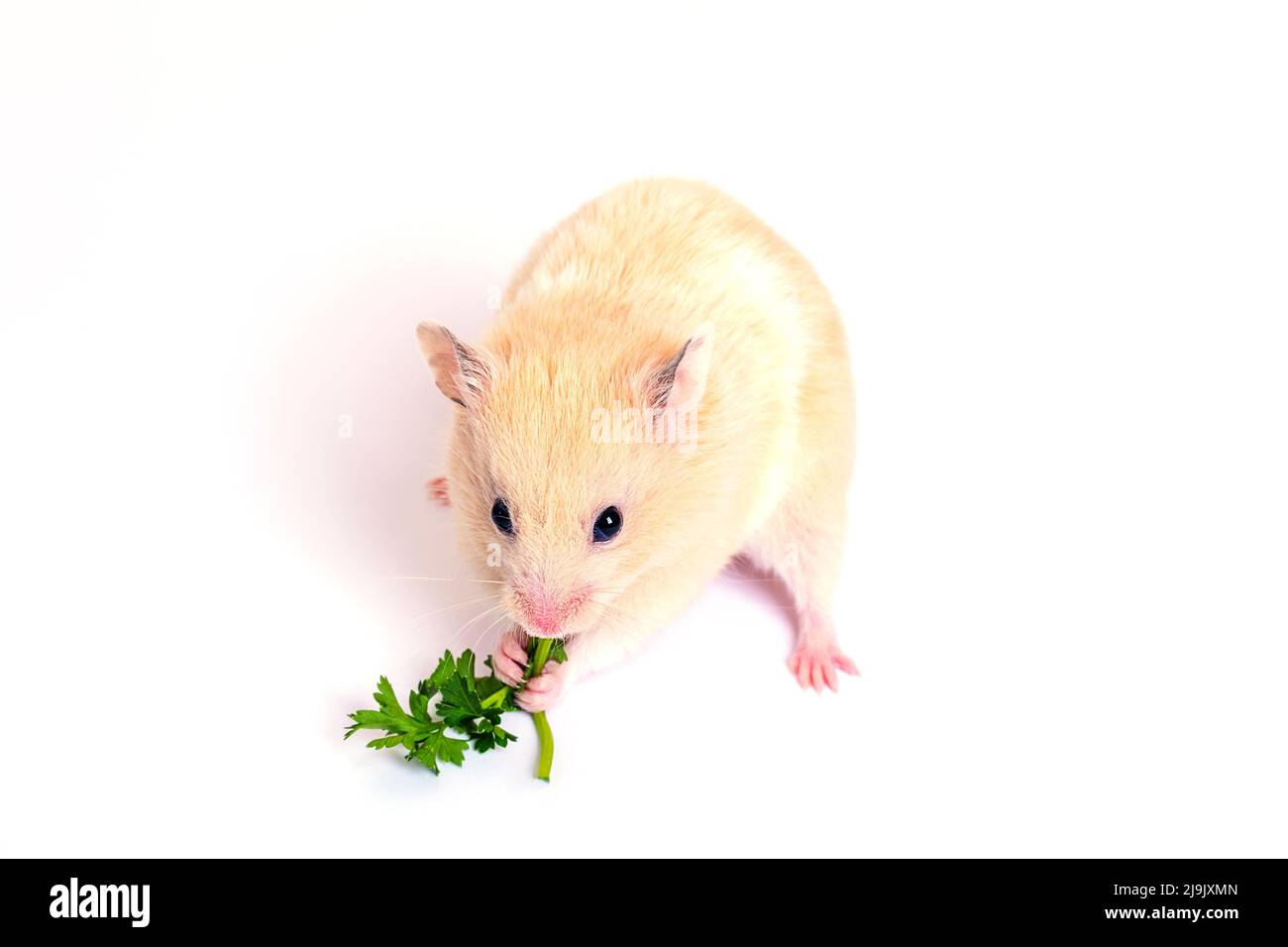 Carino criceto soffice mangiare foglia verde. Isolato su sfondo bianco, primo piano. Foto Stock