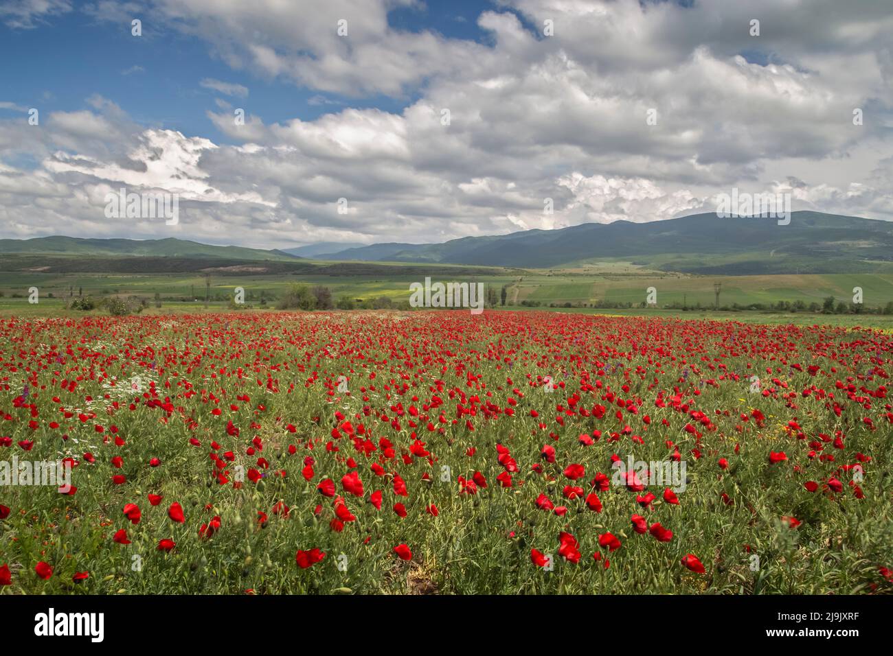 Un campo di papavero rosso luminoso con una catena montuosa all'orizzonte. Bel cielo con nuvole bianche e soffici. Turismo rurale estetico Foto Stock