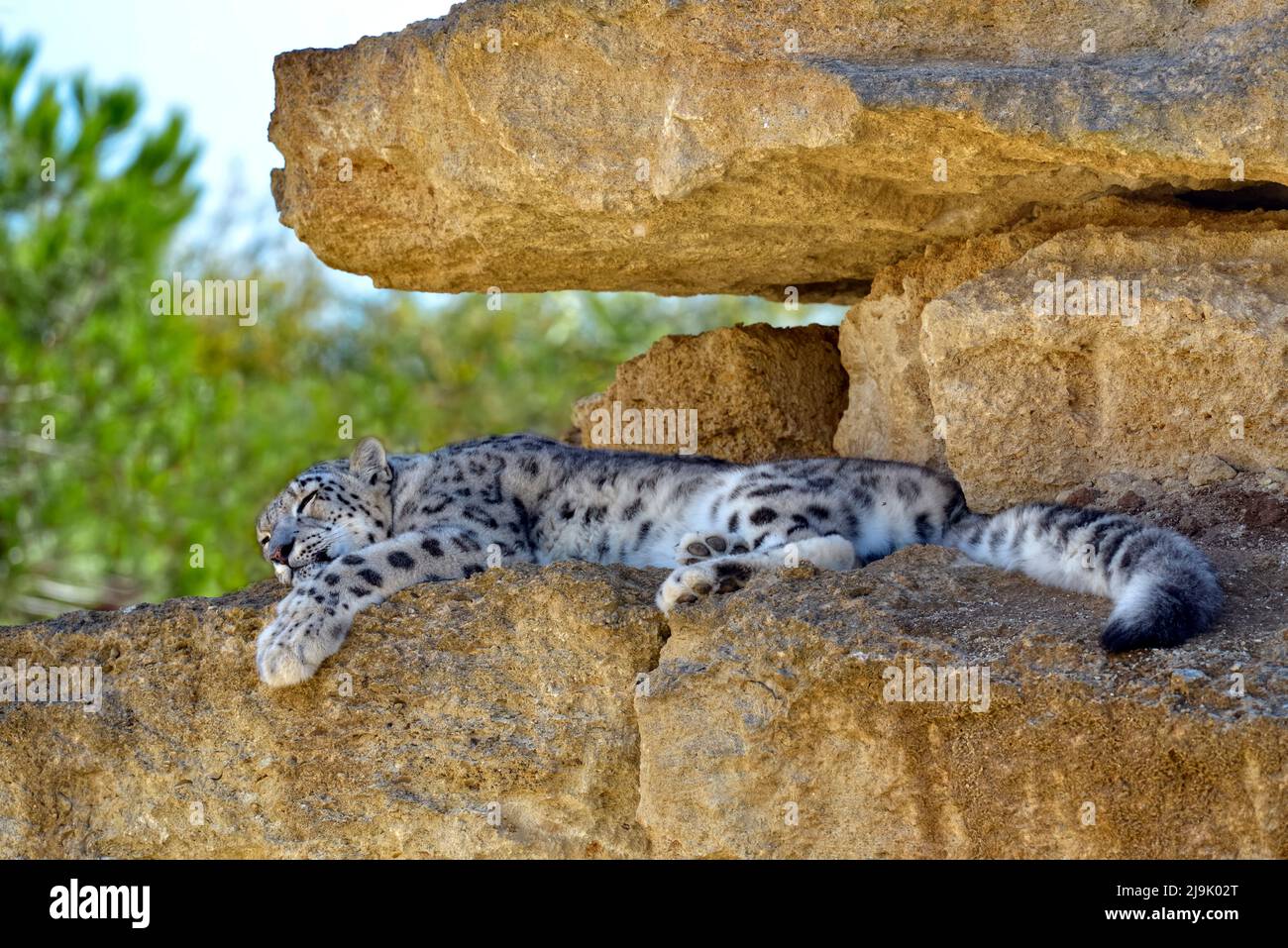 leopardo di neve (Panthera uncia), noto anche come oncia, adagiato su roccia Foto Stock