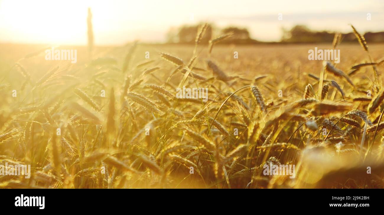 Gli effetti allarmanti della crisi alimentare globale 2022 Foto Stock