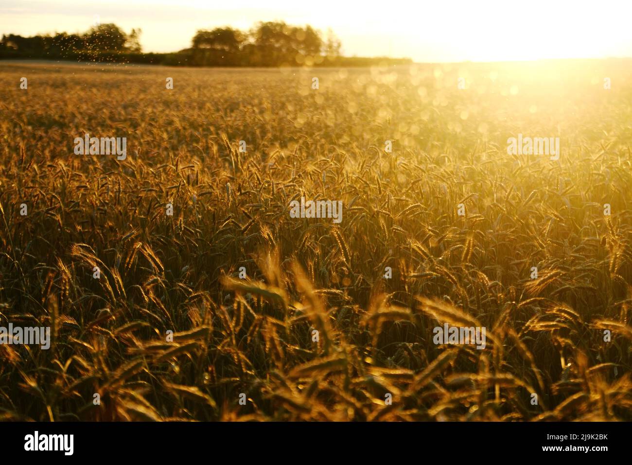 Gli effetti allarmanti della crisi alimentare globale 2022 Foto Stock